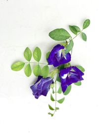 Close-up of purple flowering plant against white background