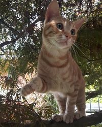 Low angle view of cat sitting against trees