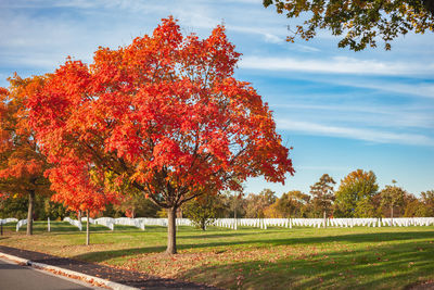 Trees in park against sky during autumn