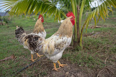 Birds in a field