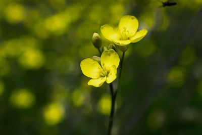 Close-up of yellow flowers blooming outdoors