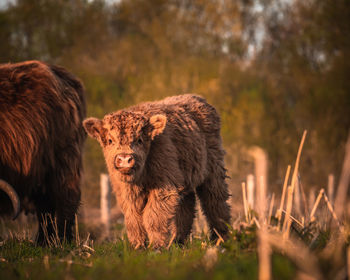 Lion standing in a field