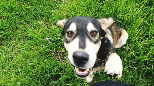 Portrait of a dog on field