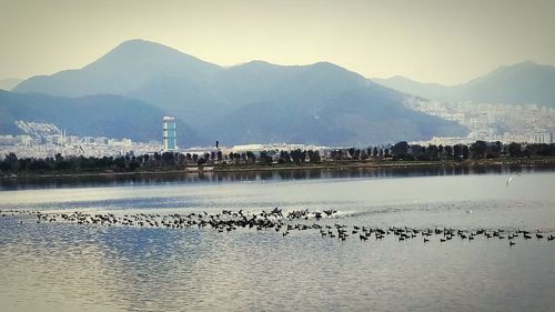 Flock of birds on lake against mountain range