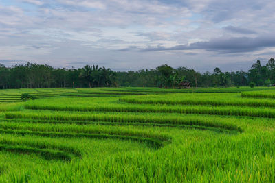 Indonesian morning view in green rice fields