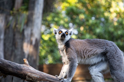 Lemur portrait