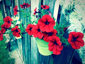 Close-up of red flowers blooming outdoors