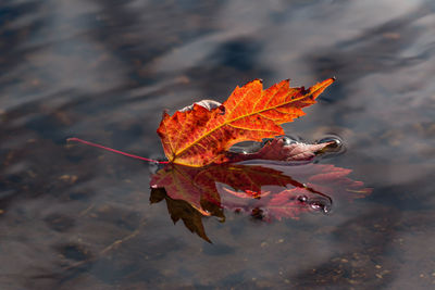 Close-up of orange maple leaves on water
