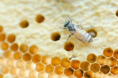 High angle view of bee on leaf