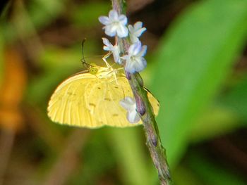 Close-up of butterfly pollinating on flower