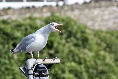 Close-up of seagull perching outdoors