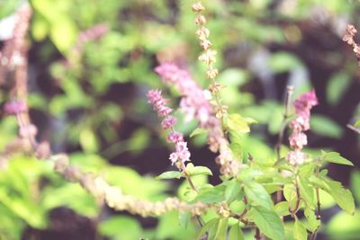 Close-up of flowers against blurred background