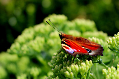 Close-up of insect on red flower