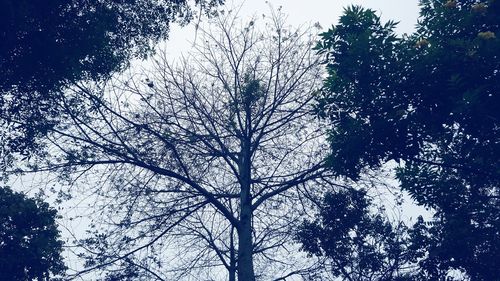 Low angle view of bare trees against clear sky