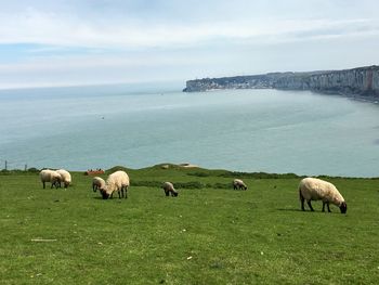 Sheep grazing in a field with view on sea and cliff in normandy 