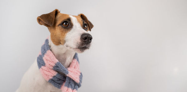 Close-up of dog against white background