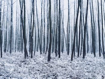 Trees in forest