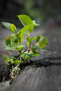 Close-up of plant