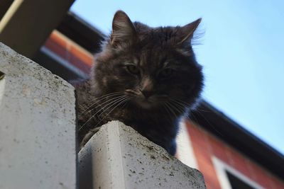 Close-up portrait of cat