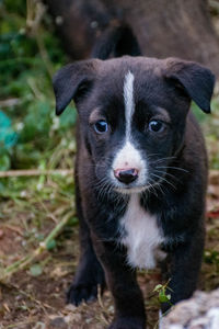 Portrait of puppy standing on field