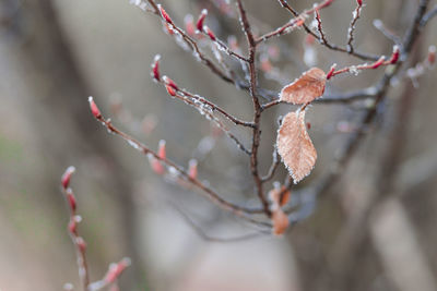 Close-up of snow on twig