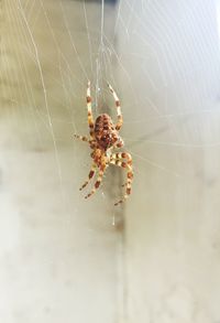 Close-up of spider on web