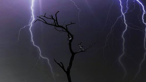 Low angle view of bare trees against sky