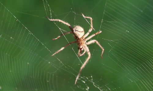 Close-up of spider on web