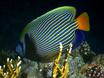 Fish swimming in sea