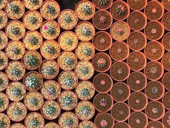 Directly above shot of potted plant for sale