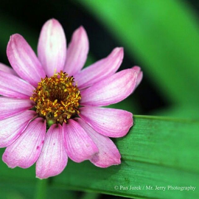 flower, petal, freshness, fragility, flower head, beauty in nature, growth, pink color, close-up, pollen, nature, blooming, focus on foreground, single flower, plant, in bloom, stamen, blossom, selective focus, outdoors