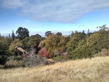 Trees on field against sky