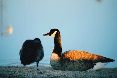 Two birds in the lake