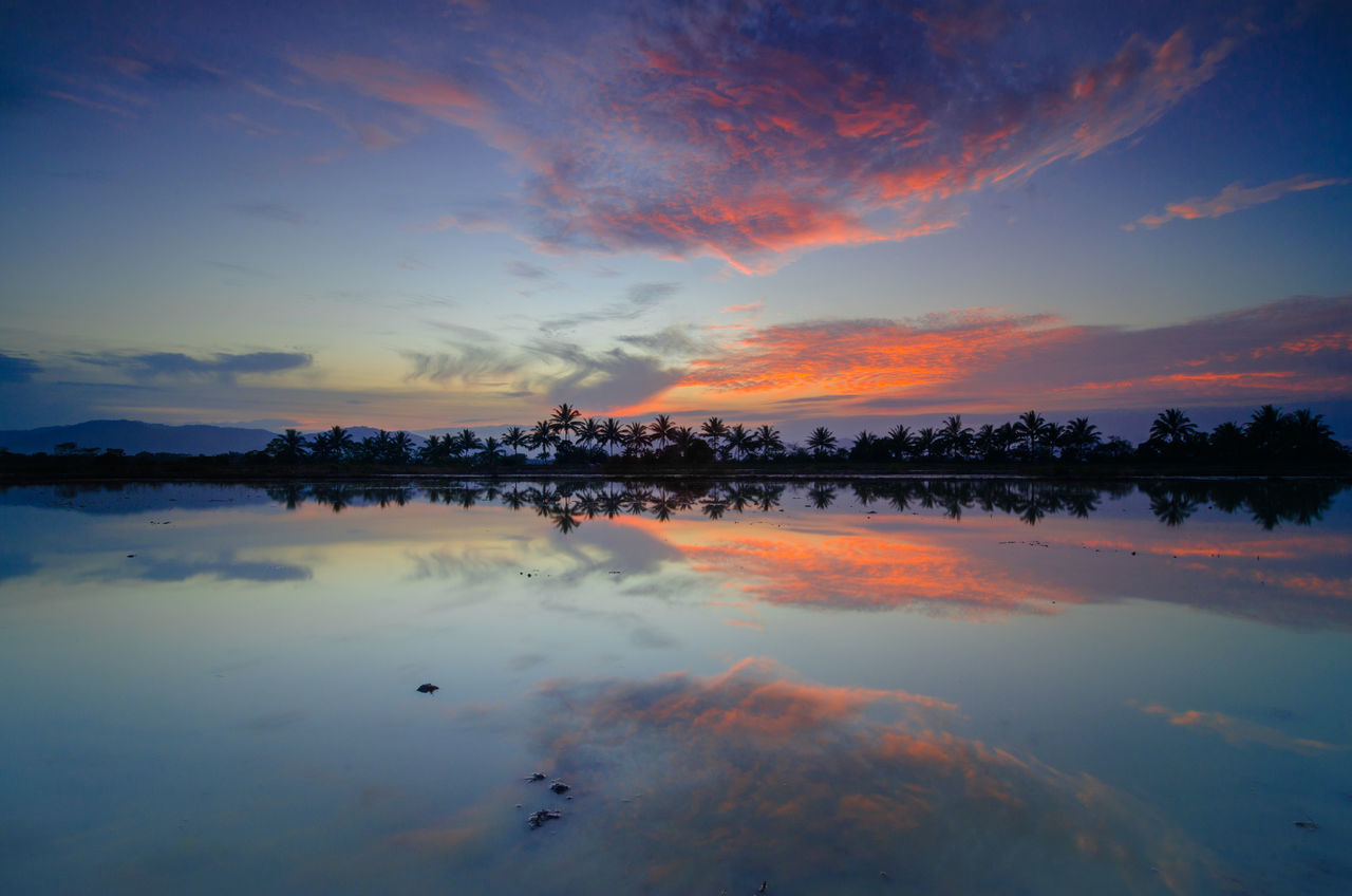 Coconut trees reflection