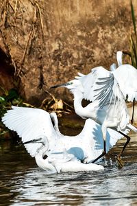 White swan in lake