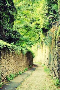 Narrow pathway along trees