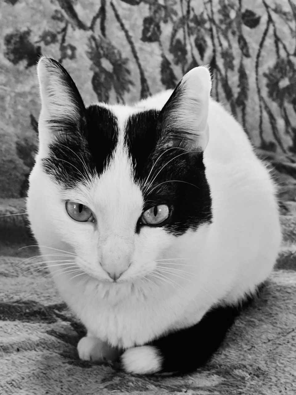 Cat Blackandwhite Cagliostro