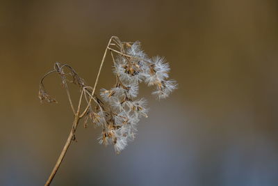 branch