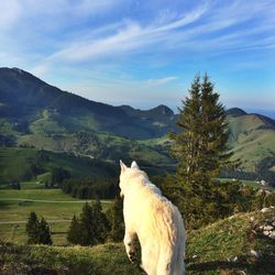Cow grazing on landscape