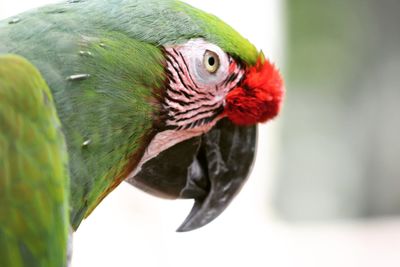 Close-up of a parrot