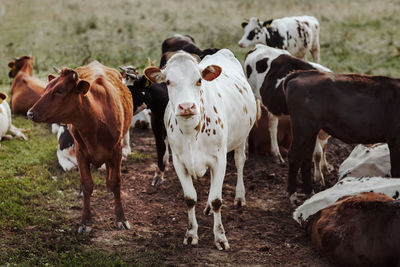 Cows standing in a field