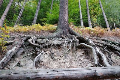 Fallen tree in forest