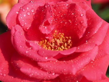 Close-up of wet pink rose flower