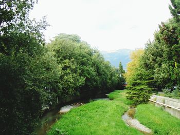 View of trees in the garden