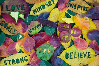 Creative autumn concept for self motivation and positive attitude with words carved into leaves. 