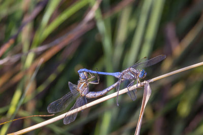 Close-up of dragonfly on plant