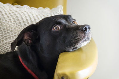 Dog lying on the armchair looking at the camera