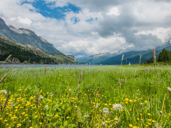 Scenic view of field against sky