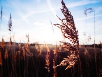 Close-up of crops on field against sky