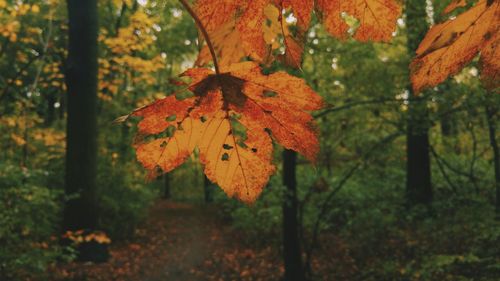 Close-up of maple leaves on tree